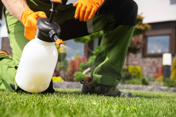 Best Termite Control Services  in Bellair Meadowbrook Terrace, FL